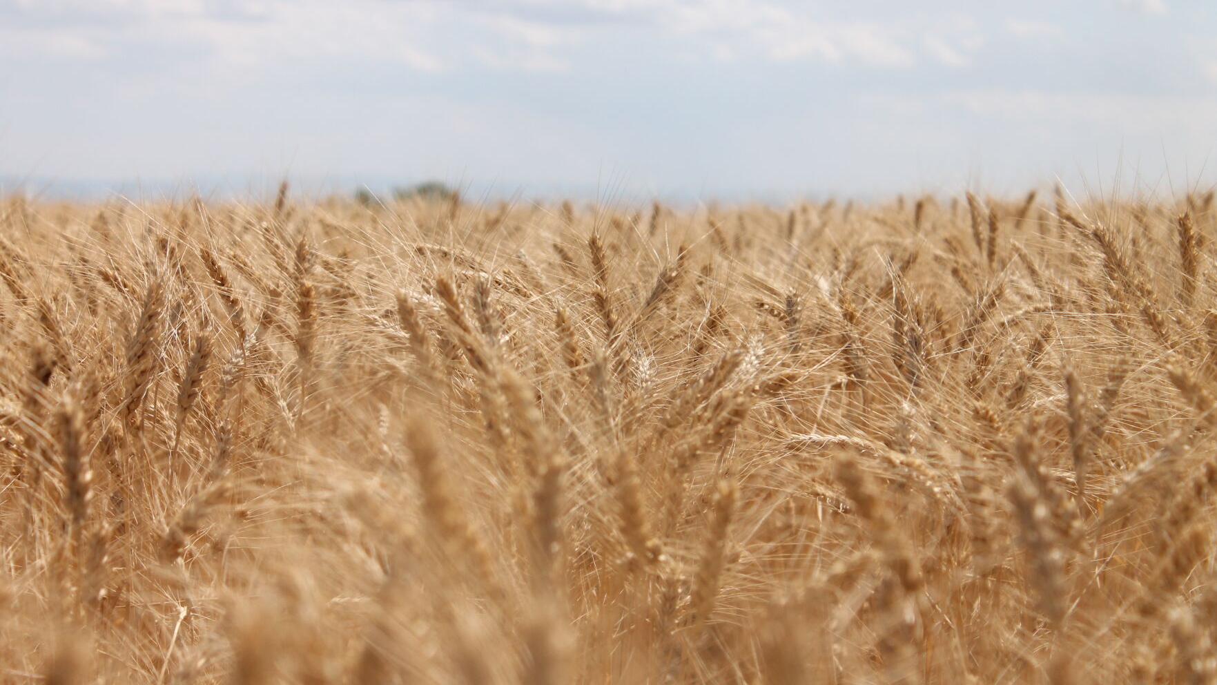 Montech Seed Group offers exciting new hard red winter wheat variety